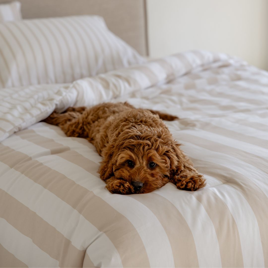 Brown dog lying on a bed with striped bedding