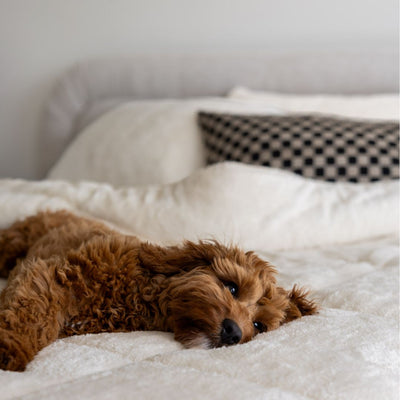 Brown dog lying on a white bed with checkered pillow