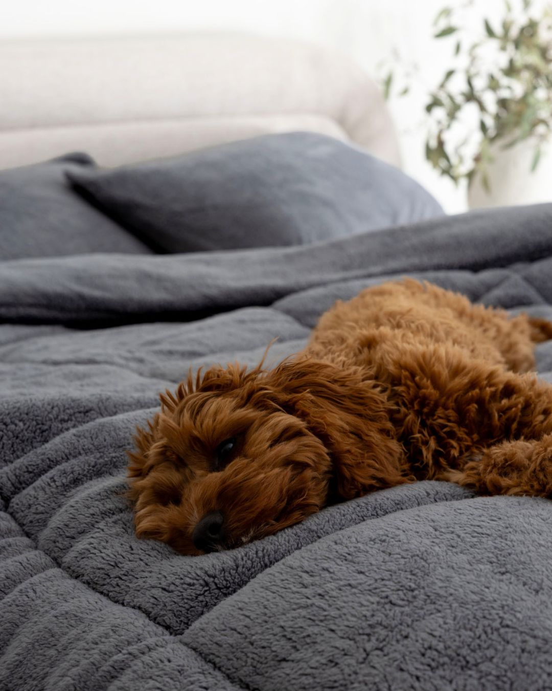 Brown dog lying on a gray blanket with a blurred outdoor background