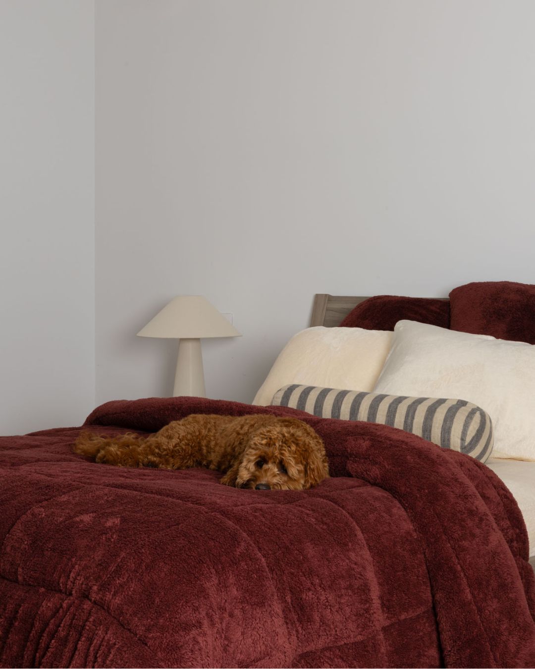 Dog lying on a bed with burgundy chocoalte comforter and striped pillow, lamp in the background.